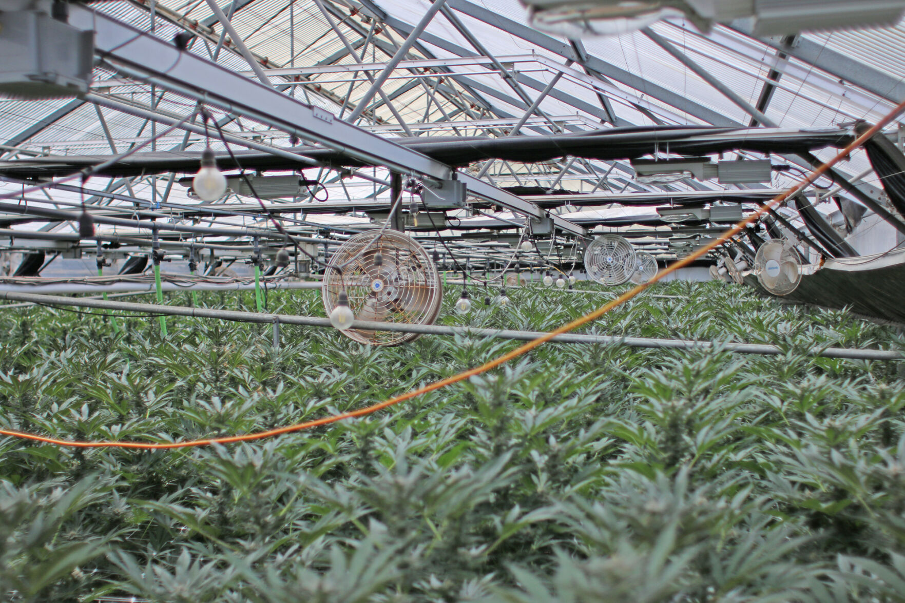 cannabis 2.jpg